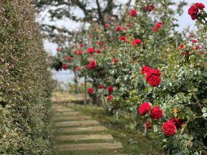 Eine kurze Geschichte der Rose