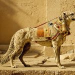 Eine kurze Geschichte des Hundehalsbands